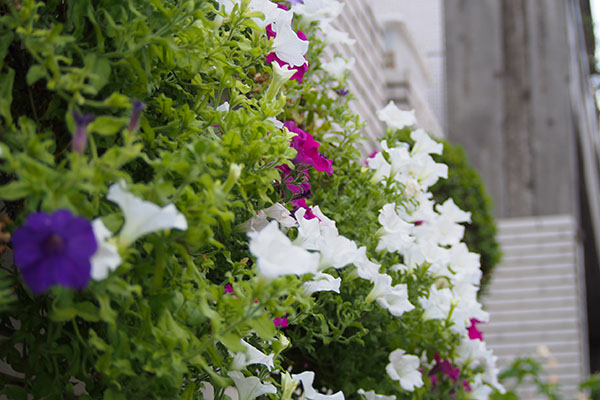 flower on th wall