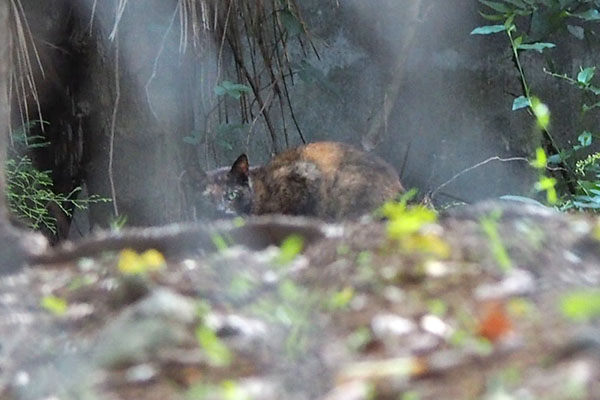 クロテ　奥に隠れて