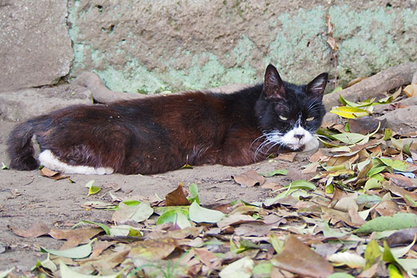 カラ　土の上細い目で牽制