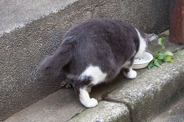 ちびにゃん　食べている背中