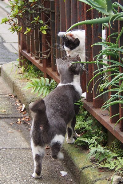 ちびにゃん接近　スリスリ縦１