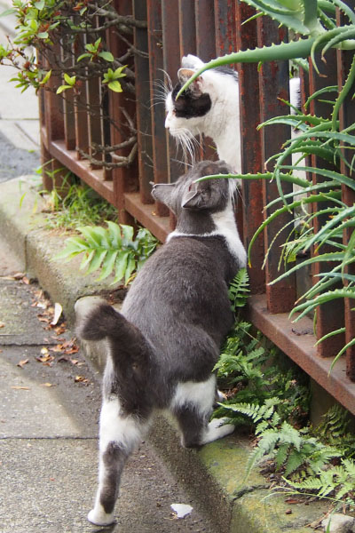 ちびにゃん接近　スリスリ縦２