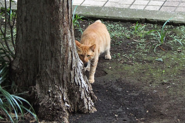 アン　マリィを見ている