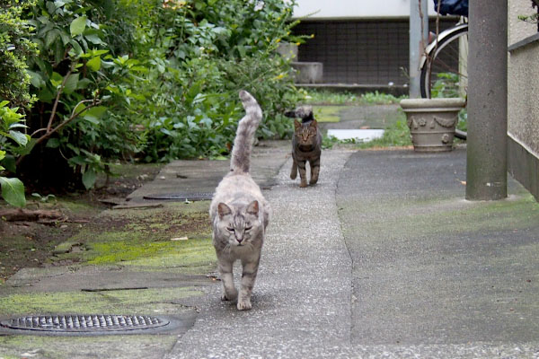 こちらに来る銀後ろにタビサンク２