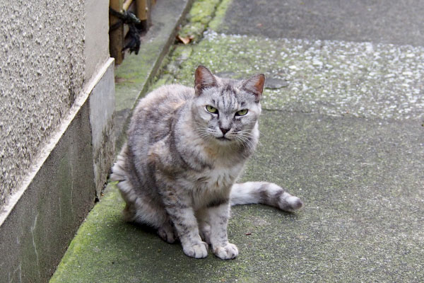 銀　ちゅ～る待ち