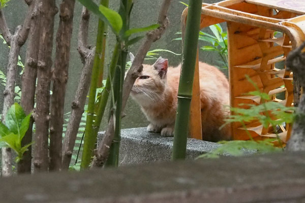 ジル　くんかくんか