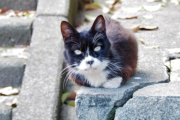 カラ　ぱっちりお目メに