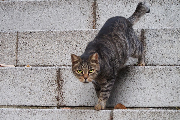 見ながら階段を下りるタビッツ