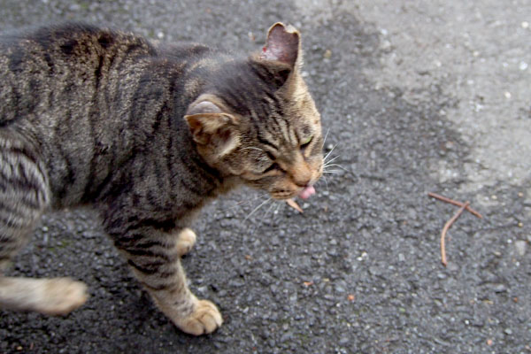 食べた後のお口のタビッツ