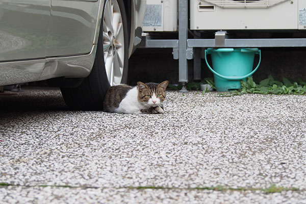 車の下にレオ太