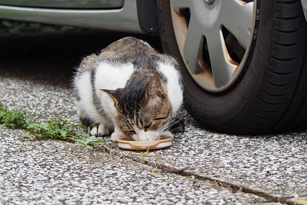 食べるレオ太１