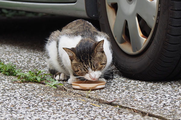 食べるレオ太２