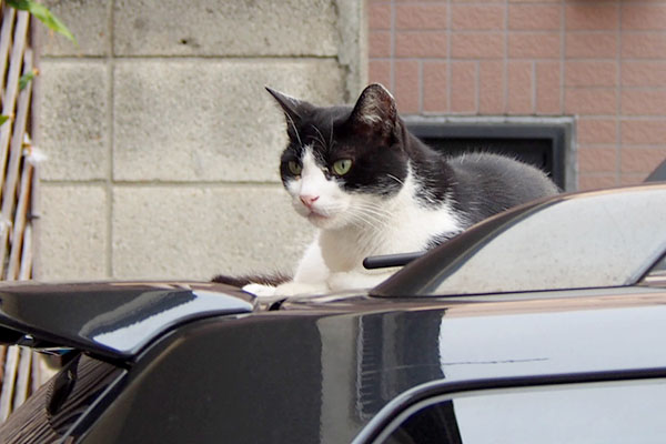 スズ　黒い車の上目開け