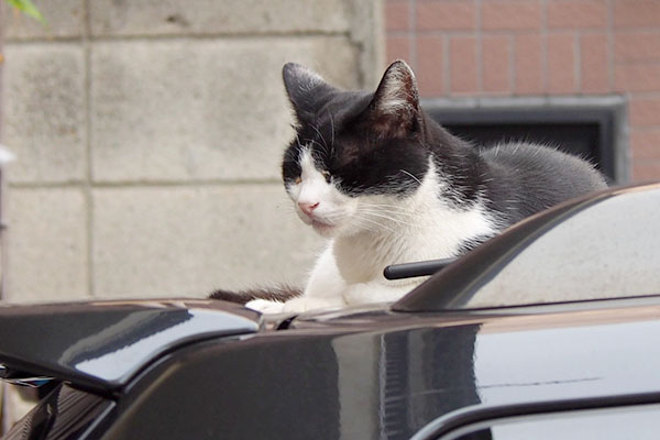 スズ　黒い車の上目閉じ