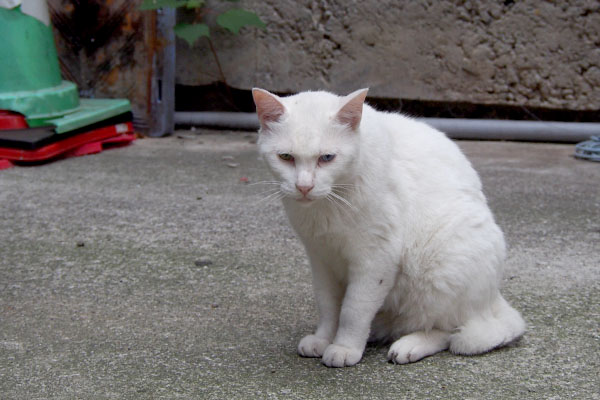 アクア　あきちゃん出てこないね