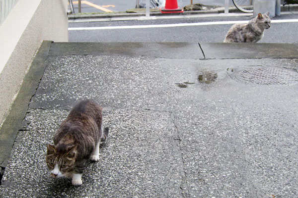 銀とカイ