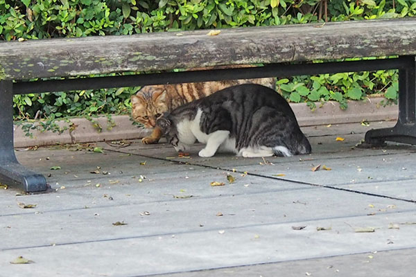 クラタン　最終確認