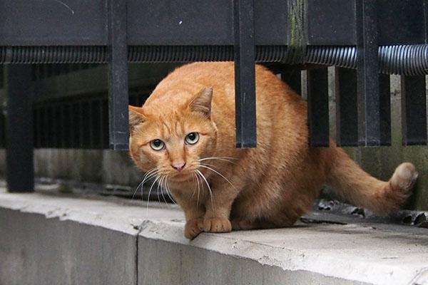 人が通過して怯える　ポー