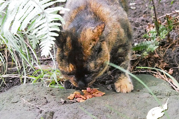 ラコ　食べる