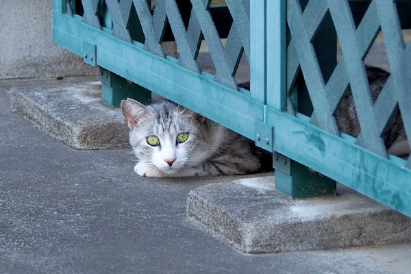 顔だけ出しているクロム