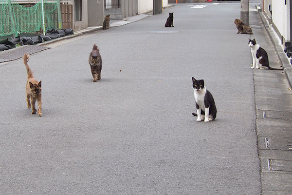 ７にゃん　路上占拠