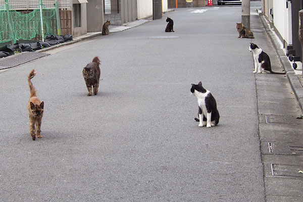 ７にゃん　路上占拠２