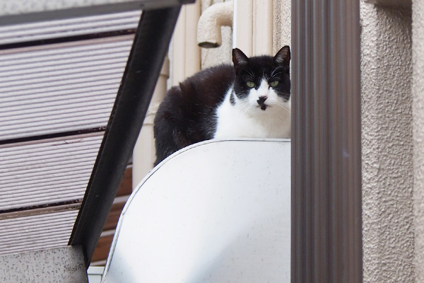 右に８にゃん目　マシュー