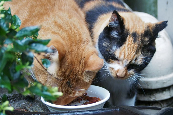 カブが頭を入れてリコが引く