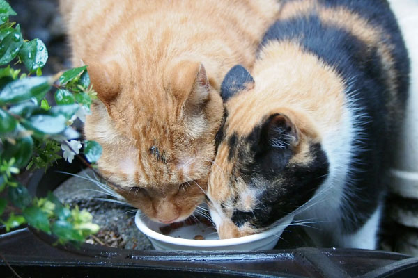 カブの額に黒い汚れ