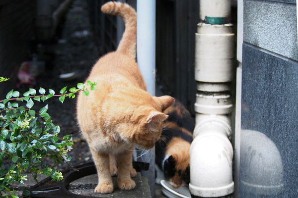 リコの近くへお皿移動