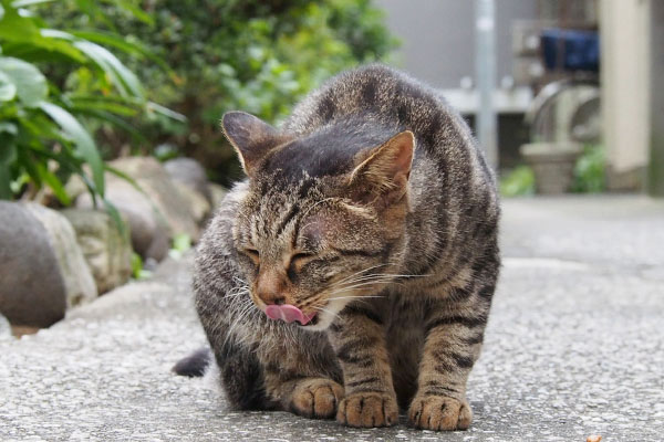 タビサンク　目を閉じてぺろぺろ