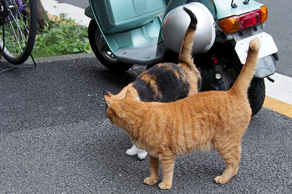 歩道をきょろきょろ