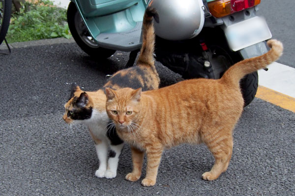 カブとリコ　離れずに