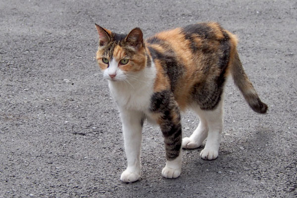 オトワ　キリっと前見て