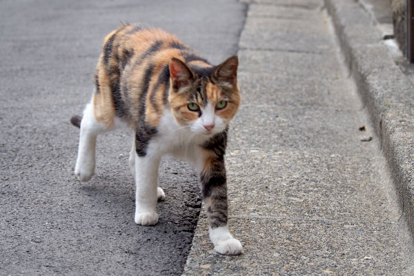 オトワ　行くにゃ