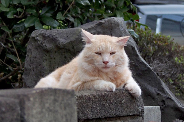 ナリコマ君　塀の端に