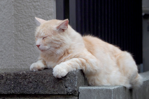 ナリコマ君　塀の端に横から