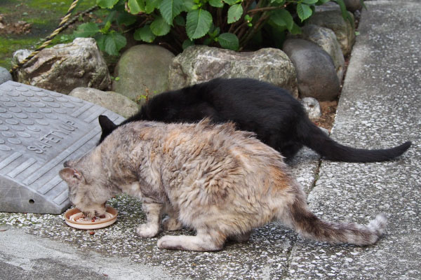 銀とアカシ　並んで食べる