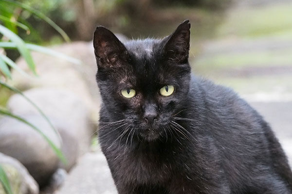 アカシ　キョトン