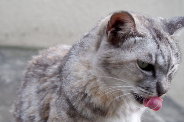 銀　真横でぺろん　舌カーブ