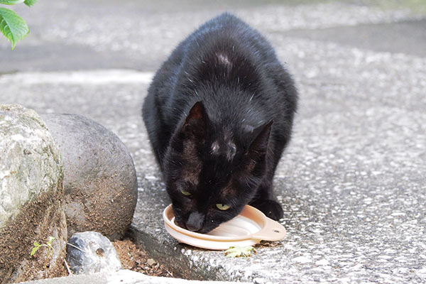 銀の残りを食べる　ハゲたアカシ