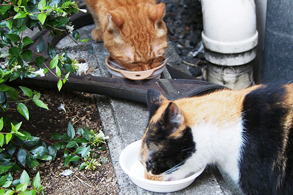 ふたり並んで食べる