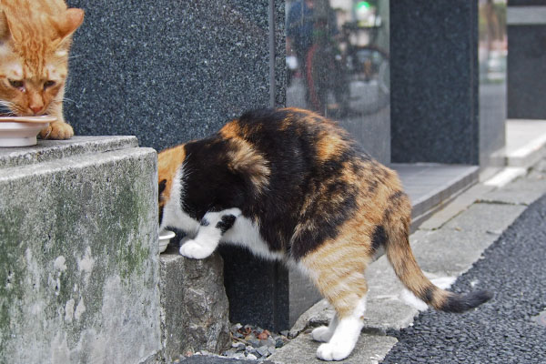 食べるリコのボディ横から