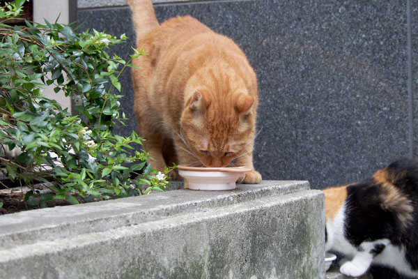 食べるカブ　正面から