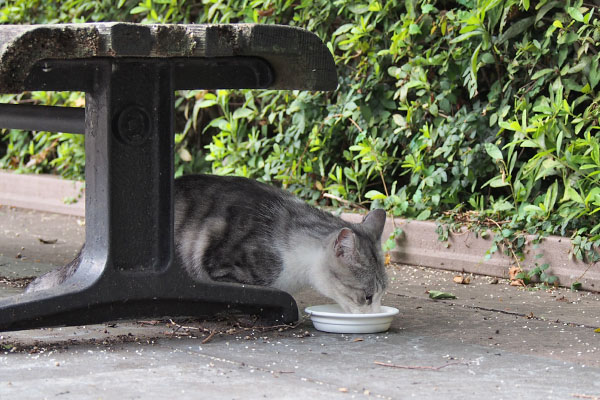 ベンチの下でお食事