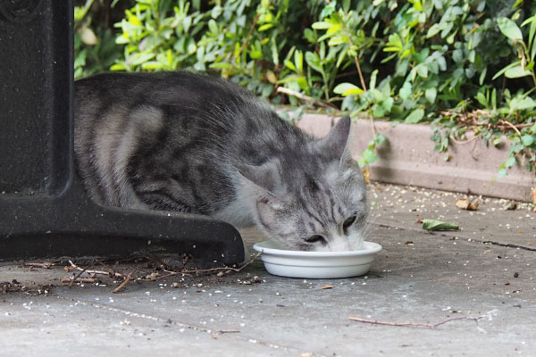 残さず食べるクロム