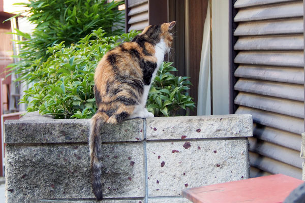 オトワ　塀の上から見つめる