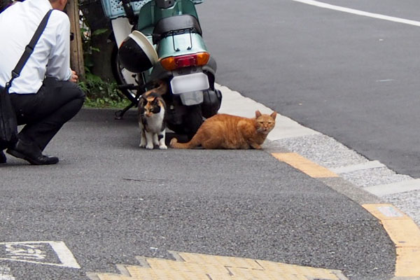 男性が気になるリコとコッチみたカブ