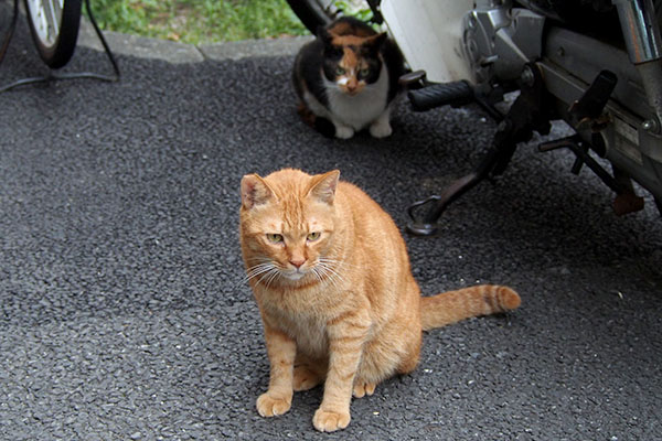 カブとリコ　バイクの横１