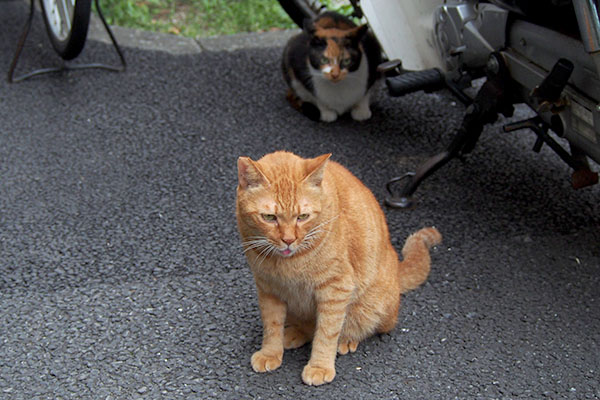 カブとリコ　バイクの横２